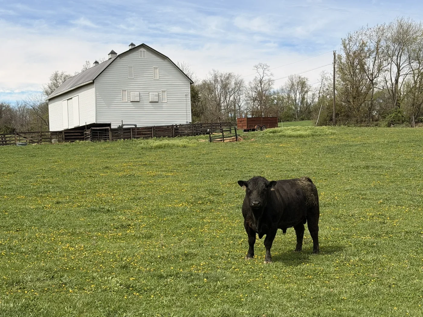 Bull in pasture near the family barn